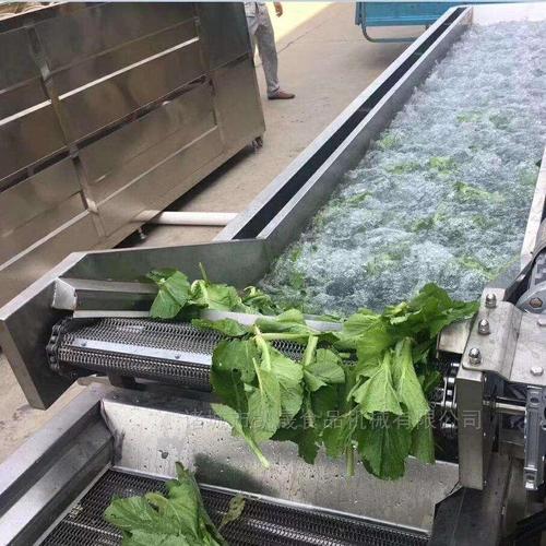 氣泡式大型葉類蔬菜清洗機 商用洗菜流水線的高效之選